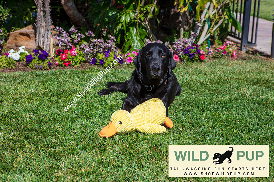 Wild Pup logo with a playful dog silhouette
