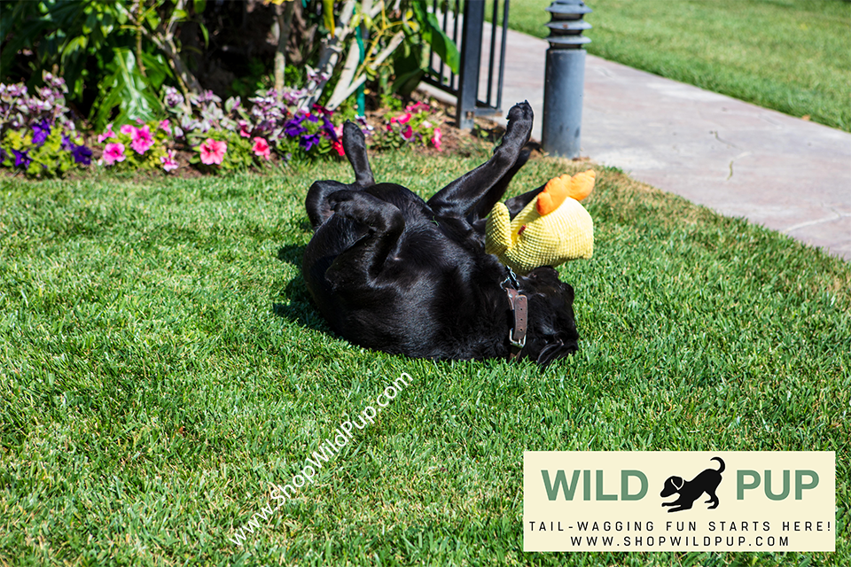 Dog playing with a soft Calming Duck