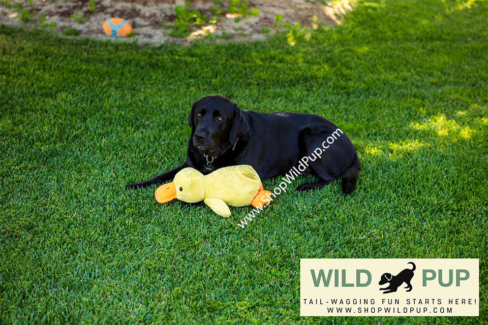 Playful dog with a Calming Duck toy