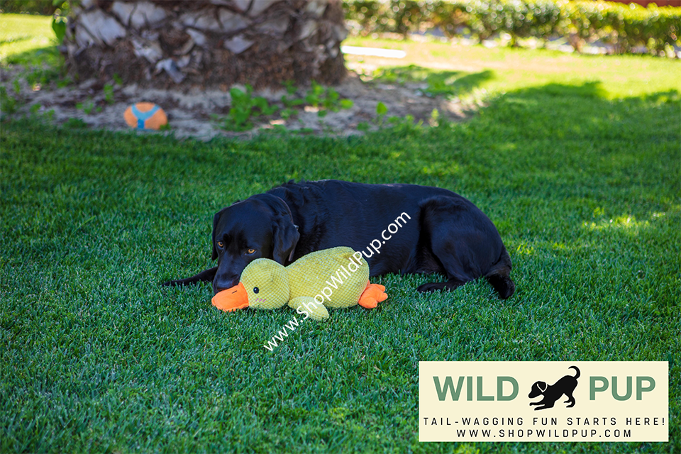 Dog toy Calming Duck with soft materials